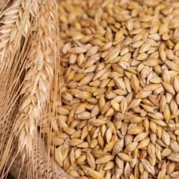 تغيرات جديدة في سعر طن الأرز الشعير داخل الأسواق يوم الجمعة